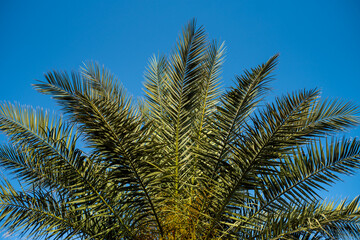 Obraz na płótnie Canvas Palms on the tropical resort