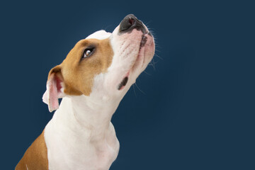 Funny American Staffordshire dog looking up begging food. Isolated on dark blue background