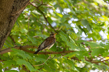Fieldfare bird sitting on a branch of maple tree.