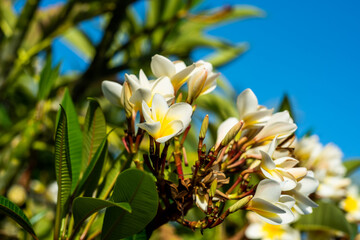 Vegetations of tropical resort