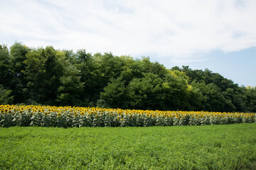 Fototapeta na wymiar Sunflowers bloom along the Front Range in Serbia, SRB
