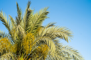 Fototapeta na wymiar Palms on the tropical resort