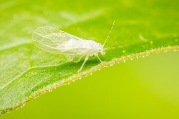 Very small cacopsylla annulata on a green leaf with blurred background