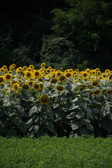 Sunflowers bloom along the Front Range in Serbia, SRB