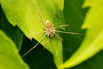 Concealed harvest spider hunting for its next meal on a green leaf