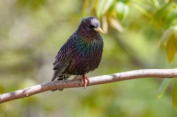 starling on branch