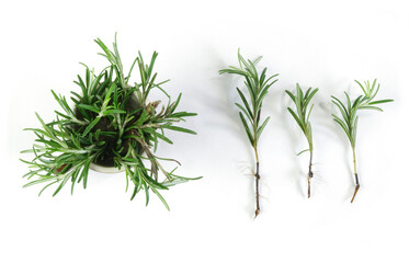 Propagation of rosemary by cuttings. Rosemary cuttings, ready to plant, with roots on a white background. View from above.