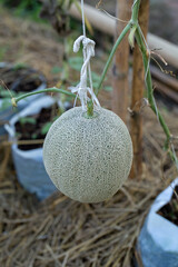 melons plants growing in greenhouse supported by string melon nets.