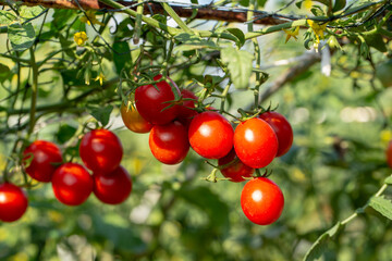 Ripe red tomatoes are hanging on the tomato tree in the garden