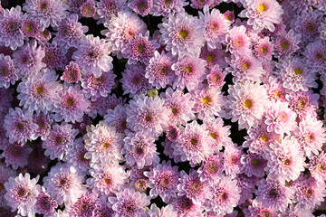 Close up of a bouquet of pink chrysanthemum flowers in a pot in the garden.