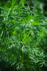 Green Dill Leaves Background. Closeup Texture Detail. Fresh Herbs Produce