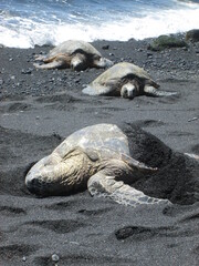 Endangered Green Sea Turtles in Kona, Hawaii, on the Black Sand Beach