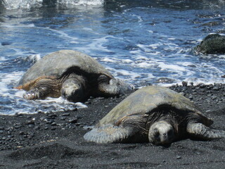 Endangered Green Sea Turtles in Kona, Hawaii, on the Black Sand Beach