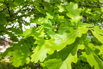 Fototapeta na wymiar green fresh oak leaves on oak tree on daylight in summer time