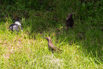 Pidgeon and Sturnus in a grass.