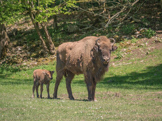 Veau bison d'Europe et sa mère