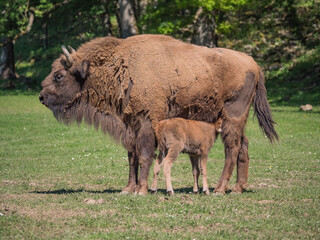 Veau bison d'Europe et sa mère
