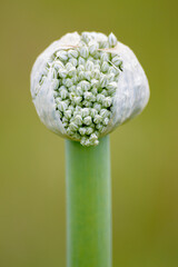 Onion flower close aup