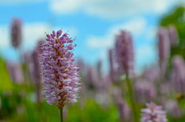 Obraz premium Blume