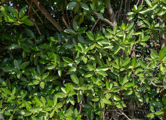 Leaf and plants been in nature