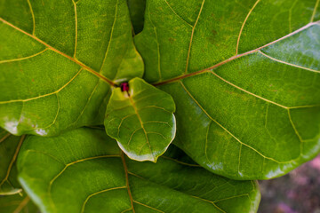 Vegetations of tropical resort