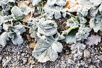 Blätter im Frost auf gefrorenem Feld