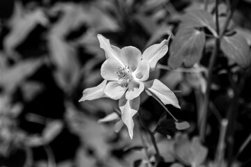 Blooming aquilegia fragrans flowers, black and white photo.
