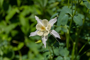 Blooming white aquilegia fragrans flowers.
