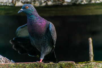 Pigeon perched on a ledge extending its right wing 