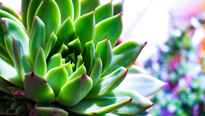 Close up of vibrant green echeveria