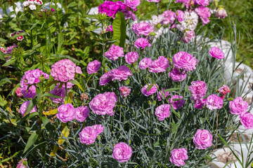 Blooming pink Dianthus caryophyllus flowers.