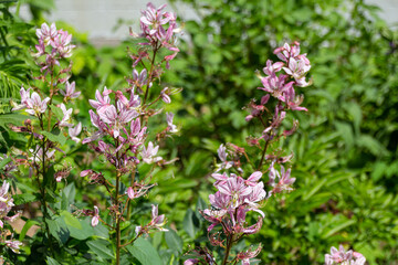 Blooming pink Dictamnus flowers.