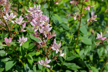 Blooming pink Dictamnus flowers.