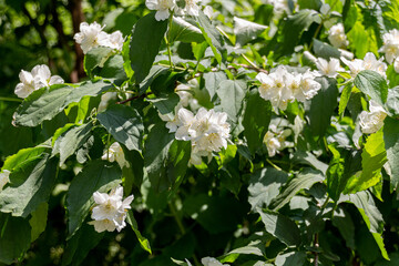 Blooming white Jasmine flowers in garden