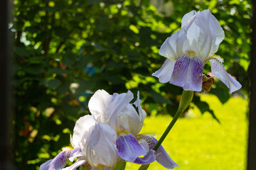 Blooming iris flowers in garden