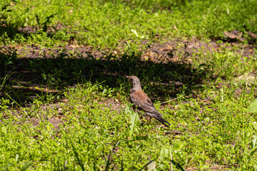 Thrush bird walking in grass in park.