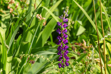 Blooming purple Anacamptis morio flowers in the park.