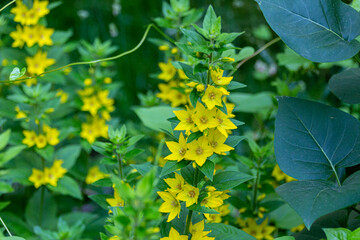 Blooming yellow Lysimachia vulgaris flowers.