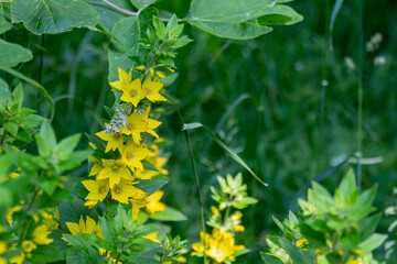 Blooming yellow Lysimachia vulgaris flowers.