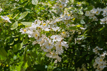 Blooming white wild cherry flowers in park