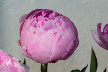 Blooming pink peony flower on a light background