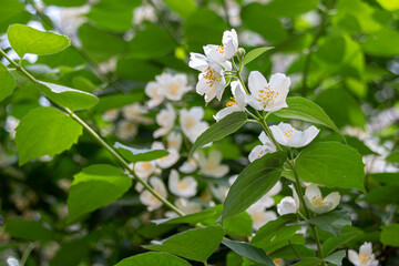 Blooming white jasmine flowers on a branch in park