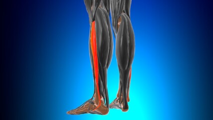 Obraz na płótnie Canvas Fibularis longus Muscle Anatomy For Medical Concept 3D