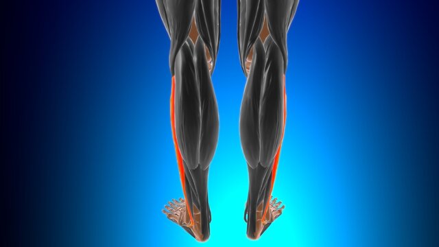 Fibularis longus Muscle Anatomy For Medical Concept 3D
