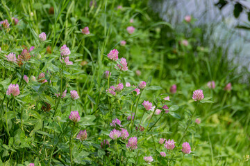 Meadow with blooming clover flowers