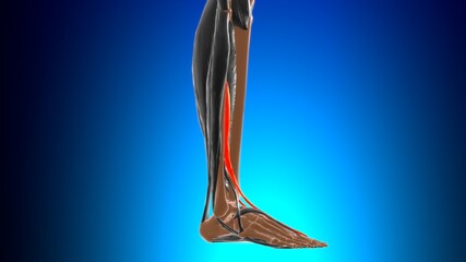 Extensor hallucis longus Muscle Anatomy For Medical Concept 3D