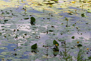 Nymphaea ( water lilies) - waterlily, Aquatic vegetation,