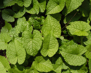 Leaf and plants been in nature
