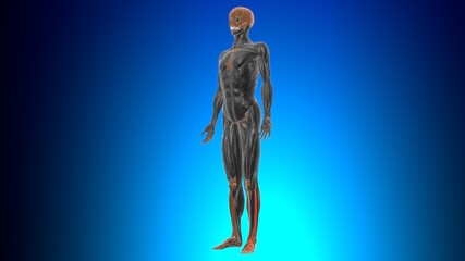 Extensor digitorum longus Muscle Anatomy For Medical Concept 3D