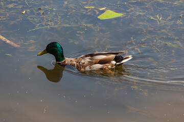 The Mallard duck swimming in pond